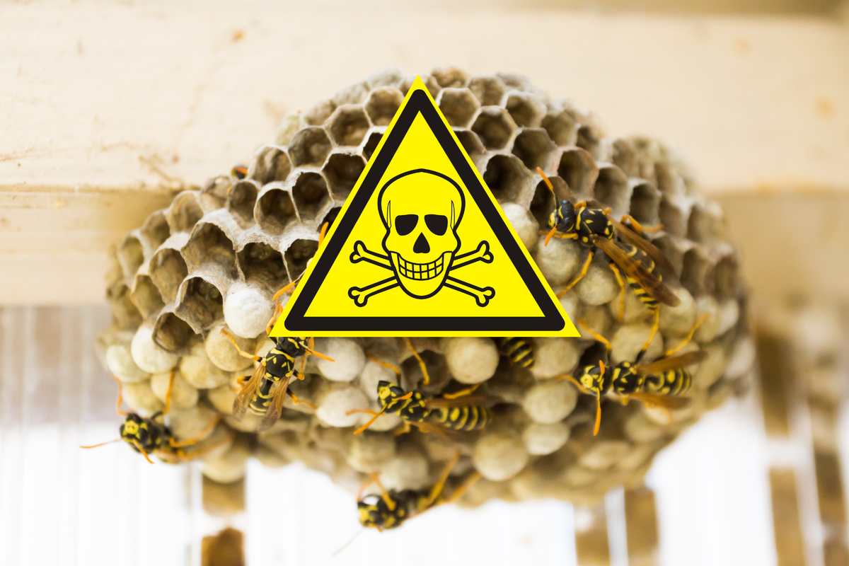 ps://images.app.goo.gl/