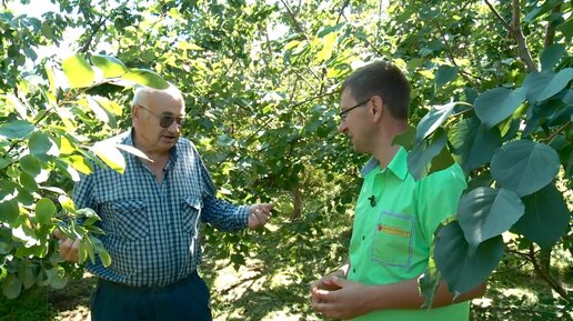 Уход за яблоней в июле. Консультант садовода. Советы агронома.