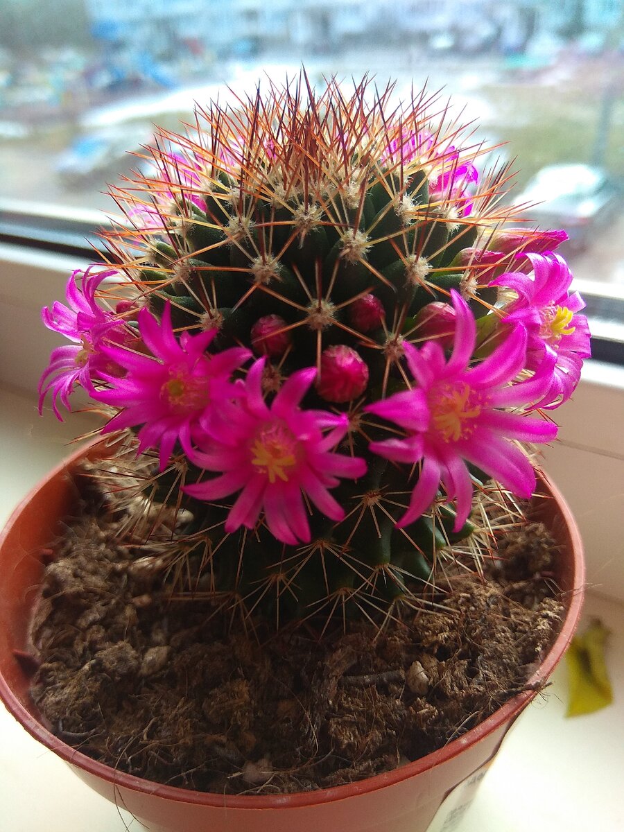 Mammillaria backebergiana