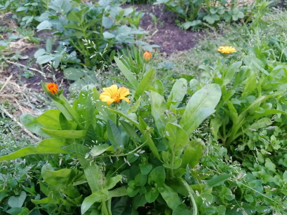 Календула по краю картошки