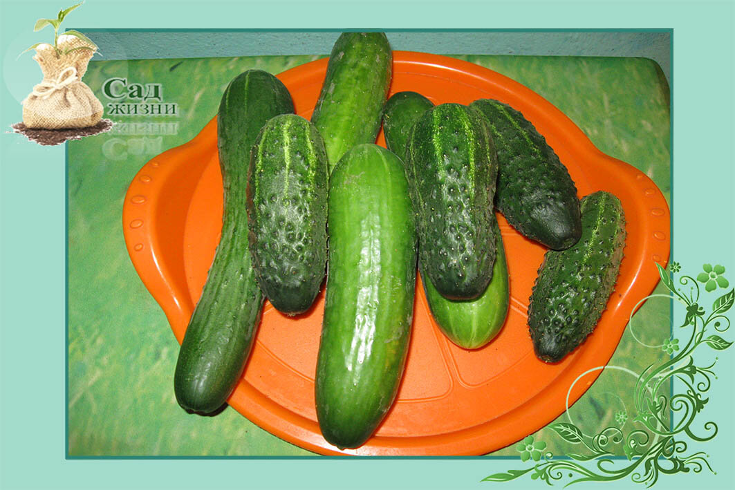 Первые огурчики на салат