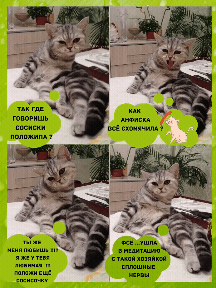 кошка Буся забавная мордашка