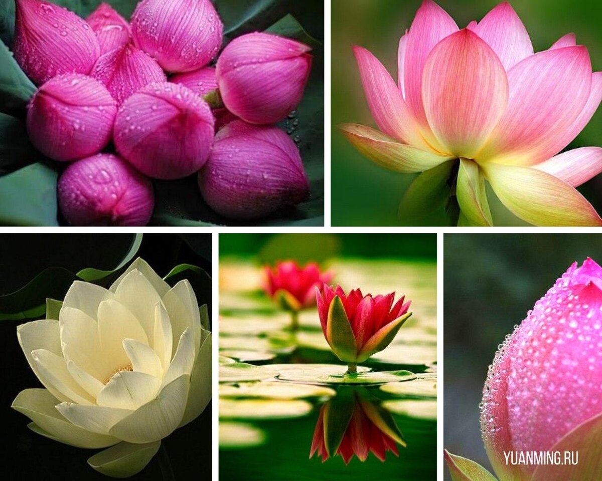 Что символизируют цветы в Китае. Цветок символ Шанхая кроссворд.