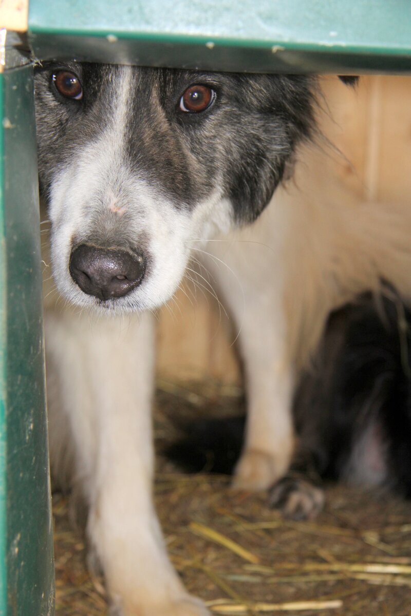 Жора в приюте (Солнцево)