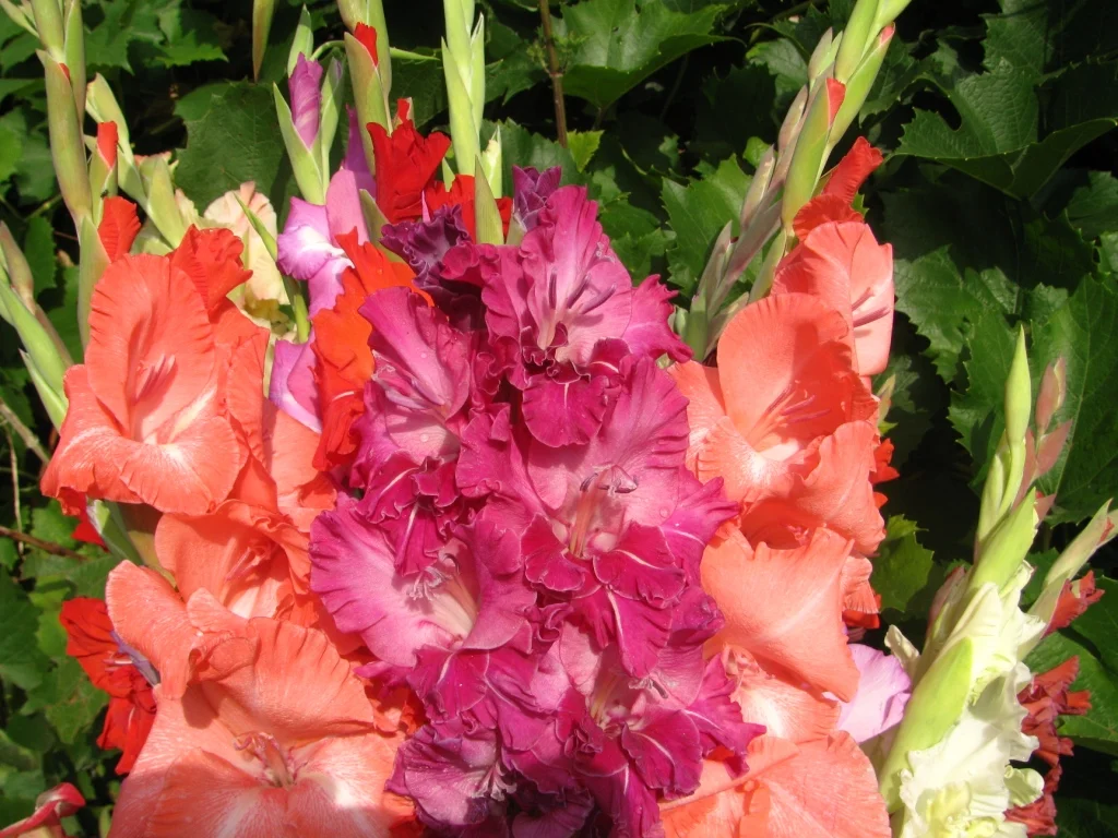 Пышное цветение гладиолусов.