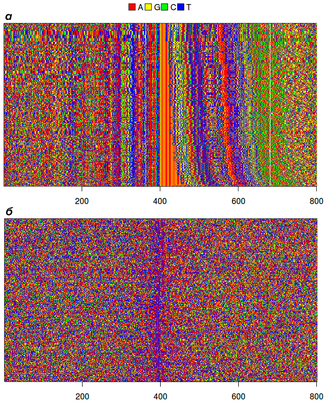 Рисунок 5. Выравнивание для всех промоторов семейства vlhA из 12 различных штаммов M. gallisepticum (а) и полного набора прочих генов штамма S6 (б). Первые упорядочены таким образом, что имеющие более короткие GAA-треки расположены выше. Это позволяет легко различать их как желто-красную полосу. Правее них расположены области собственно промотора — ближайшая красно-синяя область (что соответствует обилию аденина и тимина). Публикуется впервые, на основе данных из [4].