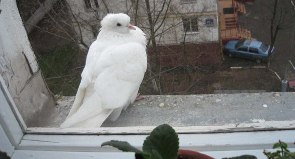Белые голуби на окна. Голубь на карнизе. Одинокий белый голубь. Белый голубь прилетел. Голубь на окне к чему примета сидит