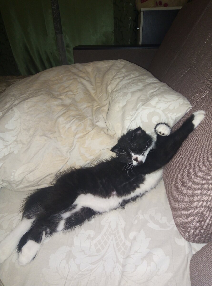 Ну или так... Вытянувшись во всю длину, зацепившись когтем