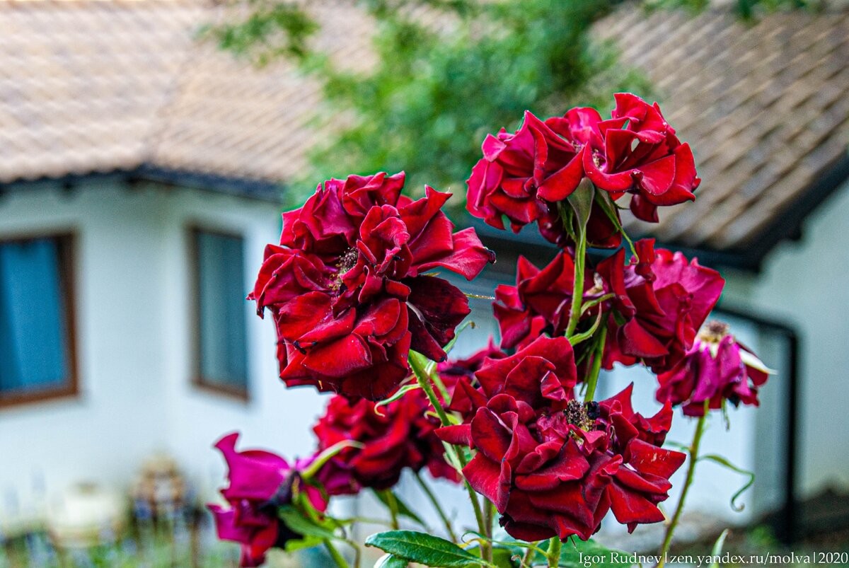 На территории отеля все утопает в зелени и цветах