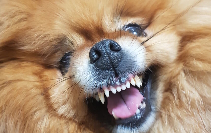 Фото из свободного источника.