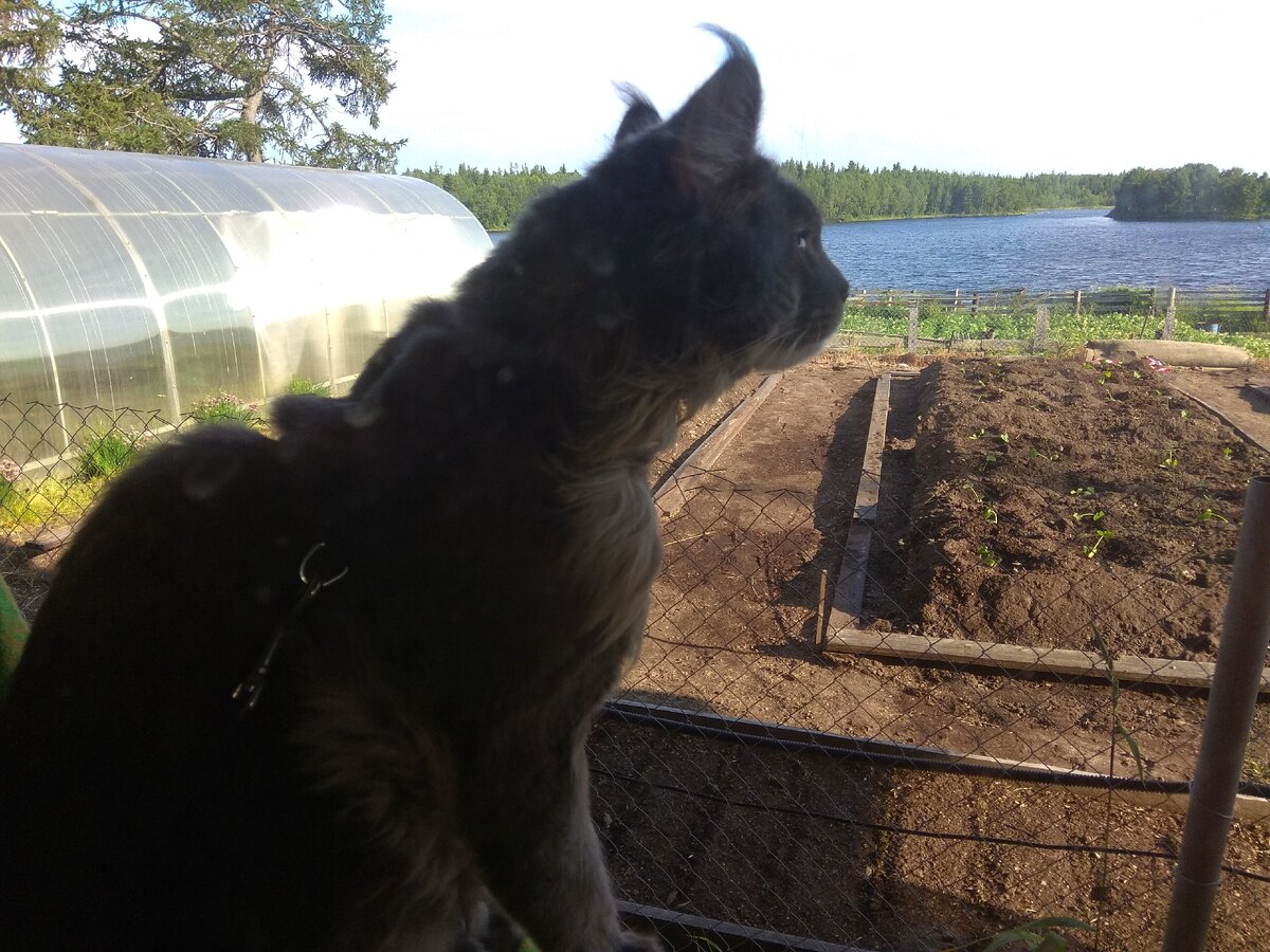 Зарсик на Соловках.