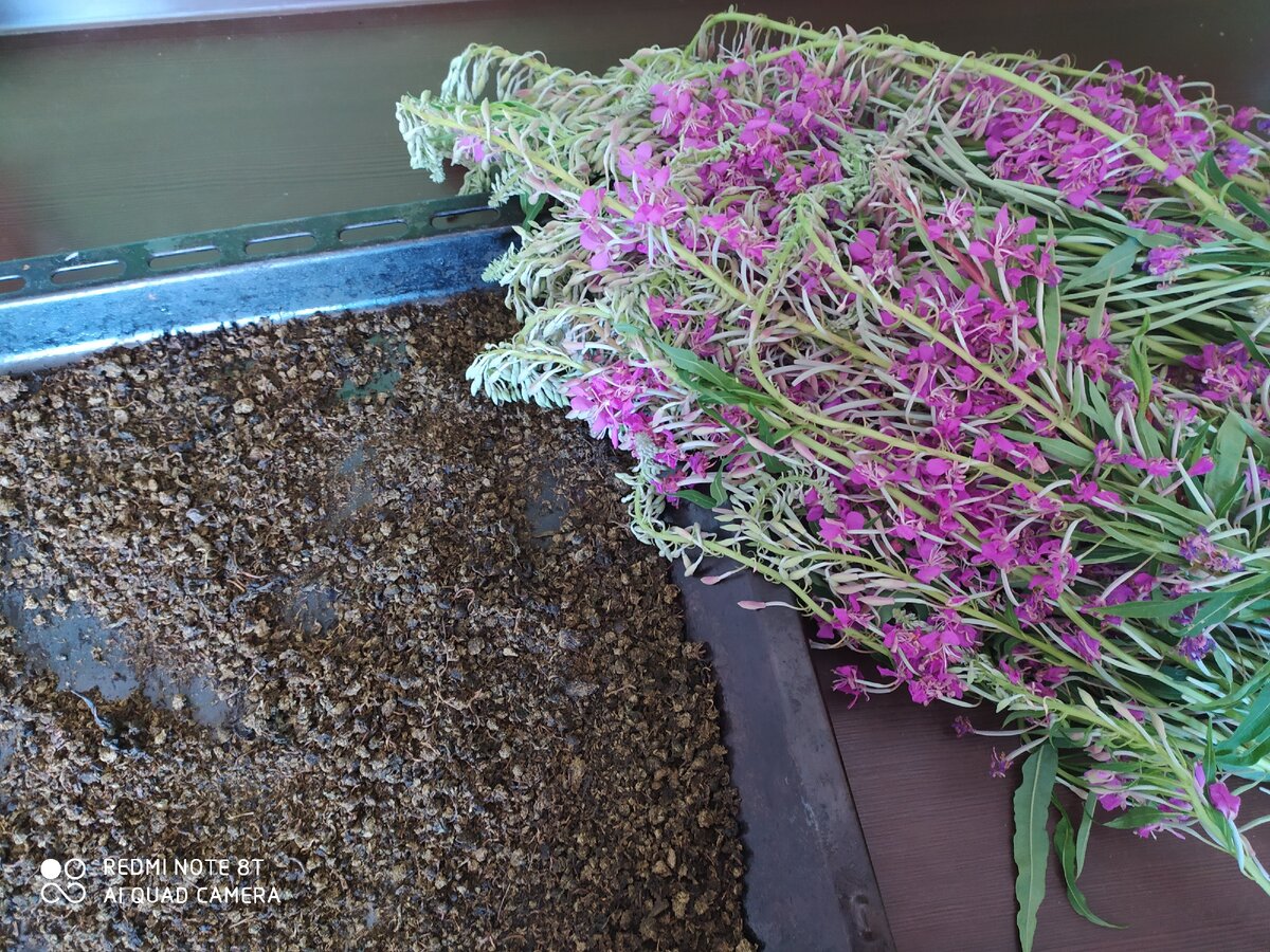 Конец первого и начало второго этапа эксперимента под кодовым названием "Иван-чай"