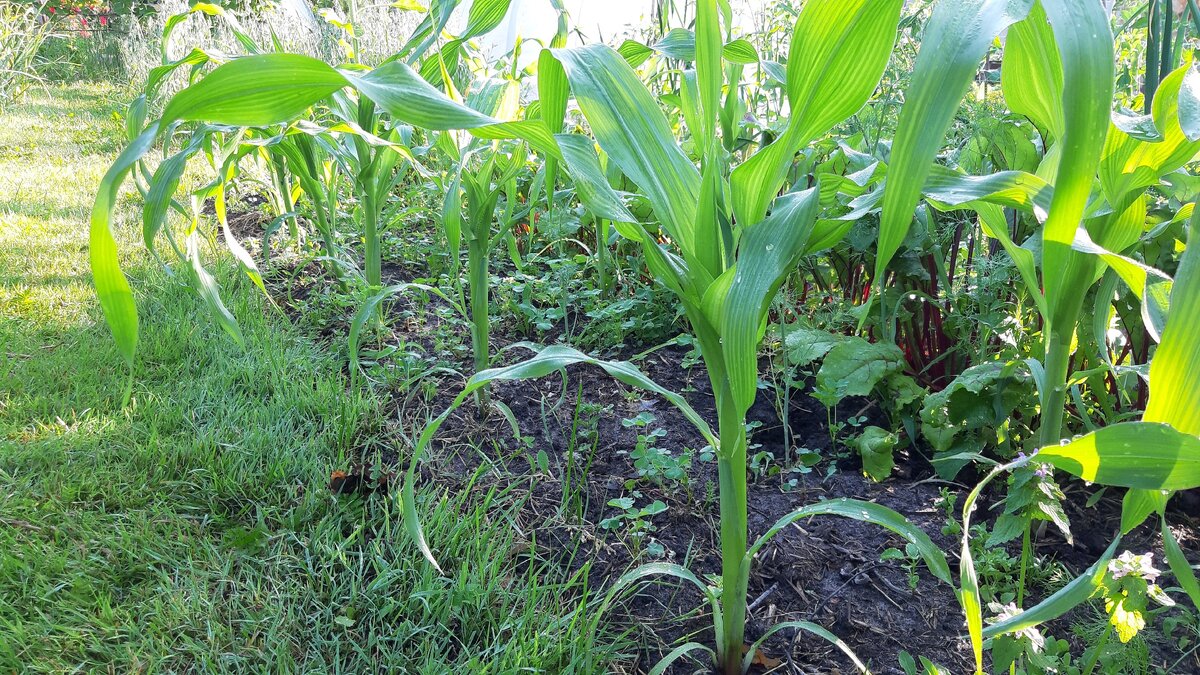 Свекла хорошо растпт в междурядье кукурузы. Фото автора.