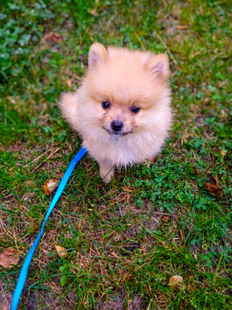 Перед каждым рано или поздно становится вопрос: «завести ли нам собаку?». Прежде чем положительно ответить на него, Вам нужно продумать множество вопросов.  - определится с породой и финансовыми расходами на ее содержание (а они не малые);
- кто будет гулять с животным;
- кто первые 2 недели будет постоянно с ним находится;
- кто убирать и приучать к пеленке;
- где будет спать собака;
Для начала нужно определится с породой, если у Вас маленькая квартира, то лучше отдайте предпочтение собакам малых пород: шпиц, той-терьер, чихуахуа и т.д.  Что в свое время я и сделала, выбрав шпица.  Почитайте об этой породе, какой нужен уход, расходы на эту породу собаки и учтите расходы на ветеринара.  
Когда порода определена, нужно выбрать заводчика, обязательно почитайте отзывы в интернете, поспрашивайте у знакомых, посмотрите на родителей щенка,  сами выбирайте щенка, спросите заводчика о характере собаки и ее родителей.
Когда щенок куплен лучше всего не менять первые месяцы корм, а оставить тот же, которым кормил заводчик. Заранее найти ветеринара, желательно в Вашем районе,  уточнить хозяина щенка о прививках и профилактике паразитов. Впервые дни посетить ветеринара и обследовать щенка, узнать нужен ли ему дополнительный уход. 
Сразу приучайте щенка к месту и пеленке, расстелите несколько одноразовых пеленок по комнате, в которой будет жить щенок. Заранее обзаведитесь вольером, заборчиком или клеткой положите туда пеленку и поставьте воду (всегда должна быть свежая), и на недолгое время садите его туда, не нужно пугать щенка, лучше это делать когда он спит, а со временем приучать в минуты бодрствования.  
Чтобы приучить щенка к пеленке, ставьте на нее, после еды и питья, и в промежутках, когда щенок играет, обязательно после каждого похода в туалет на пеленку хвалите его,  давая «вкусняшку», так щенок поймет, что ходить в правильное место для него выгодно. Не думайте, что за неделю Вы приучите его к пеленке, иногда требуется больше времени (чаще заводчики уже сами приучают к пеленке). 
В завершении хочу сказать, что собаки требуют уход как маленькие дети впервые месяцы жизни, но позже это верный, веселый, преданный друг. продумайте заранее, кому Вы сможете доверить собаку во время Вашего долгого отсутствия.  Не забывайте баловать игрушками своего питомца, чтобы сохранить мебель целой , ведь они целый день ждут нашего возвращения домой и встречают так как будто не видели целую вечность).
