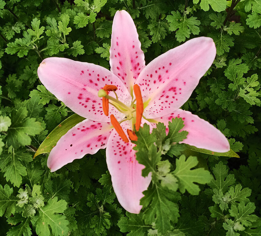 одна уцелевшая