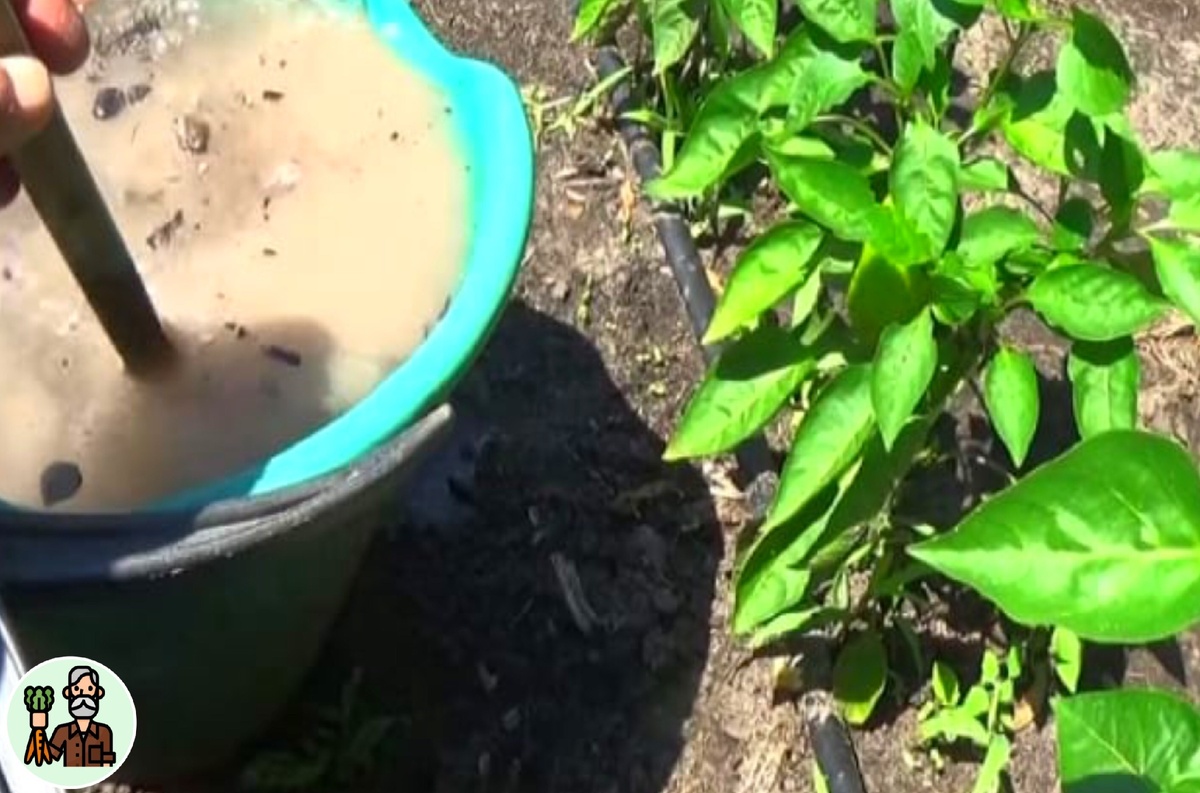 Один раз подкормку дал и забыл о проблемах на весь сезон!