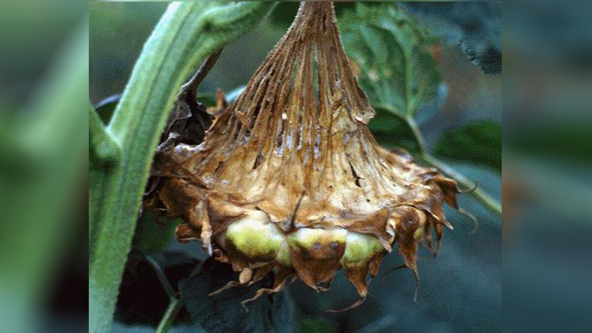 Фото: rsnvrn.ucoz.ru Фомопсис подсолнечника 