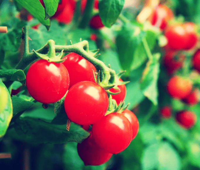 Хороший урожай помидорчиков.