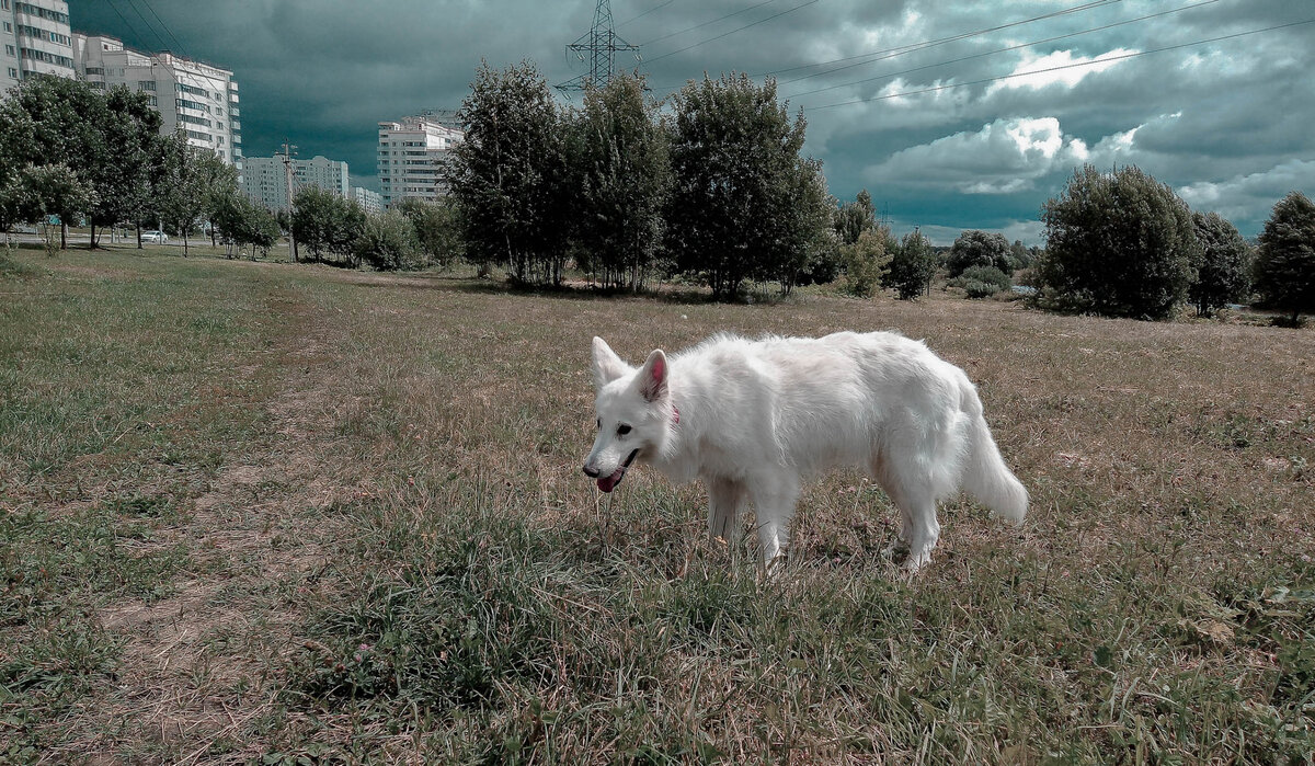 Полинялые бока и отсутствие "зимнего" подшерстка не красит изысканный образ БШО. Но лето, есть лето...