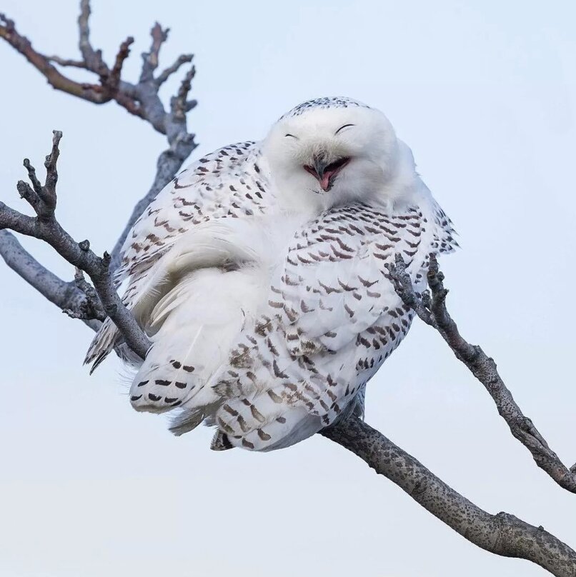 Смеющаяся сова