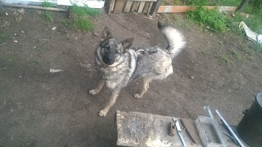 Такой Найда приехала к нам