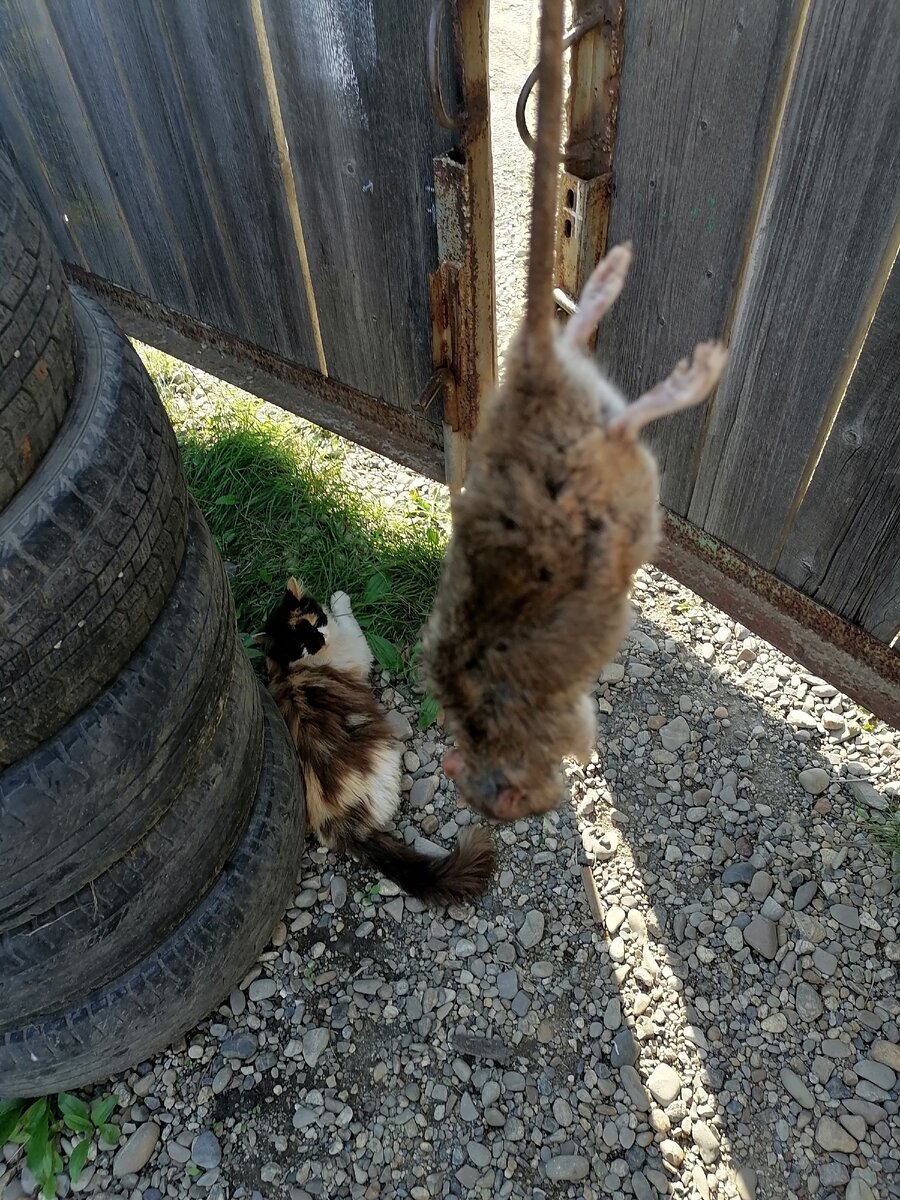 Поймала крыську 