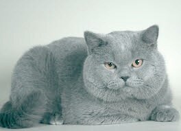 Британская короткошёрстная кошка