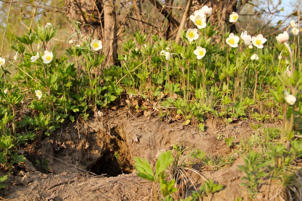 Норка суслика.