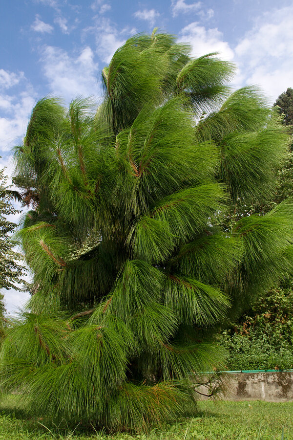 Pinus yunnanensis / сосна юньнаньская