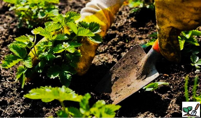 Пересаживать клубнику на другое место вовсе не нужно