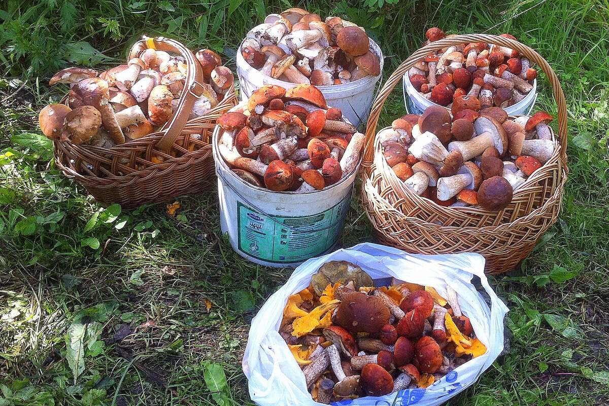 Сбор грибов и ягод