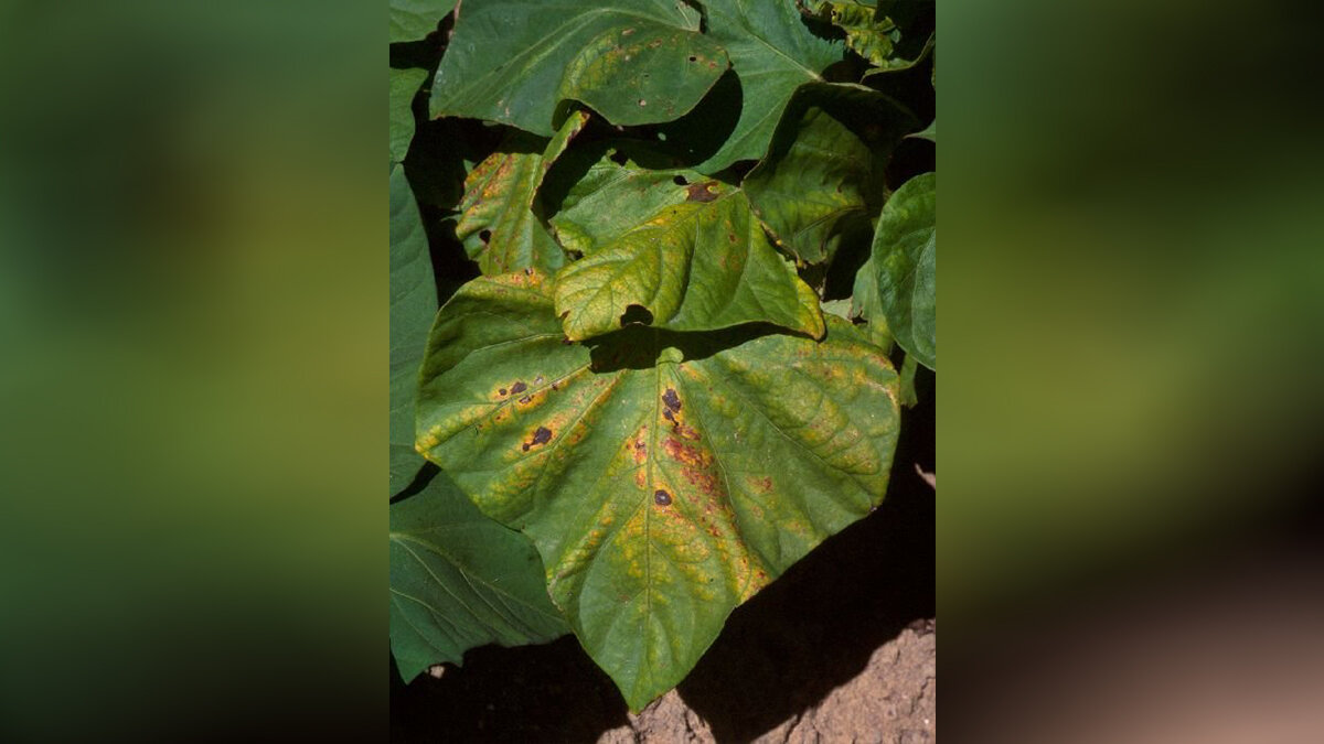 Фото: gidronom.ru Симптомы дефицита меди