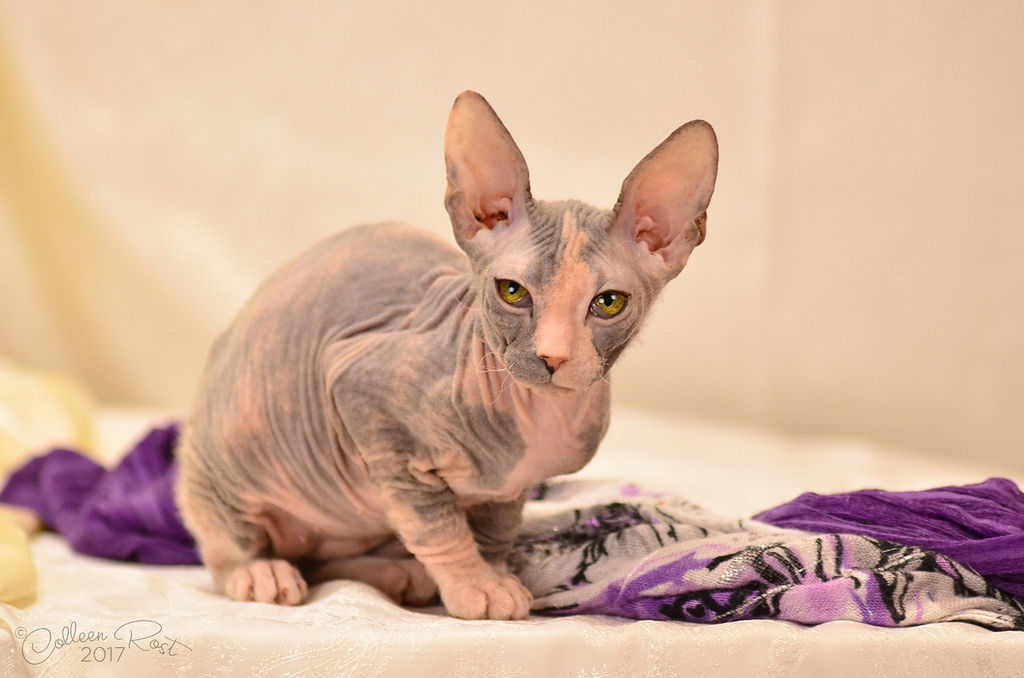 Яндекс Картинки