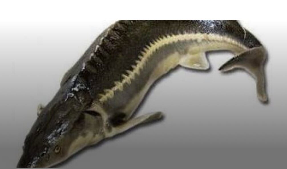 Белое сухое вино(150г)