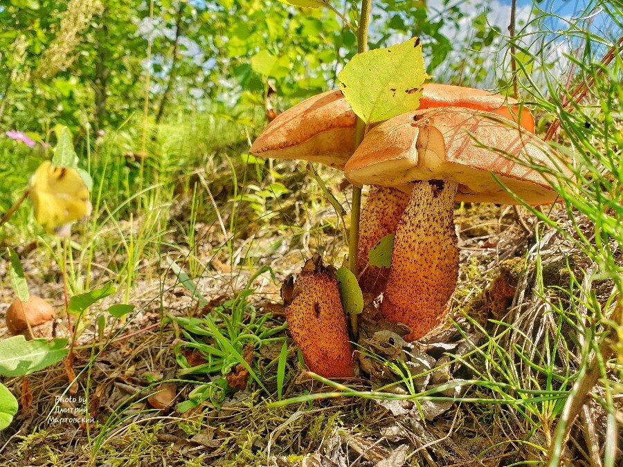 Московская область пора пора. Пора за грибами картинки. Кучугуры Волгоградская область грибы. Асники Рязанская область грибы. Патриаршее Липецкая область грибы.