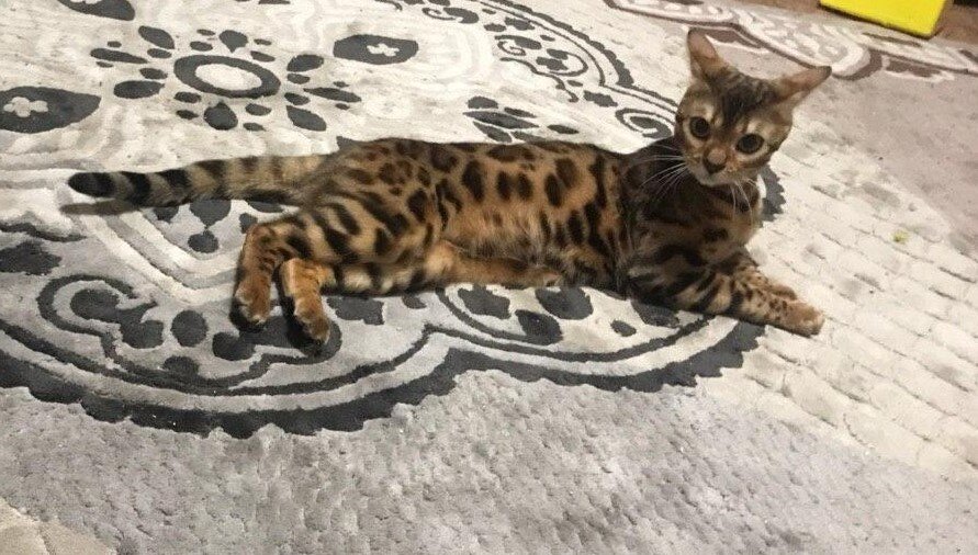 Бенгальский кот- Леон.