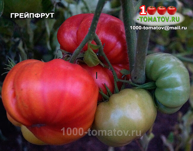 Томат Грейпфрут фото 2