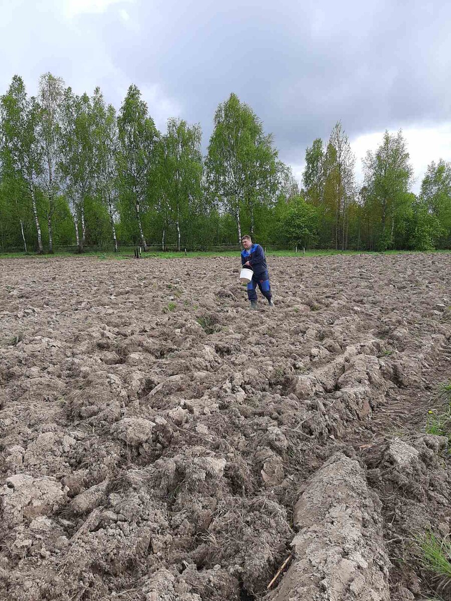 Сеют горчицу на поле, где раньше был борщевик