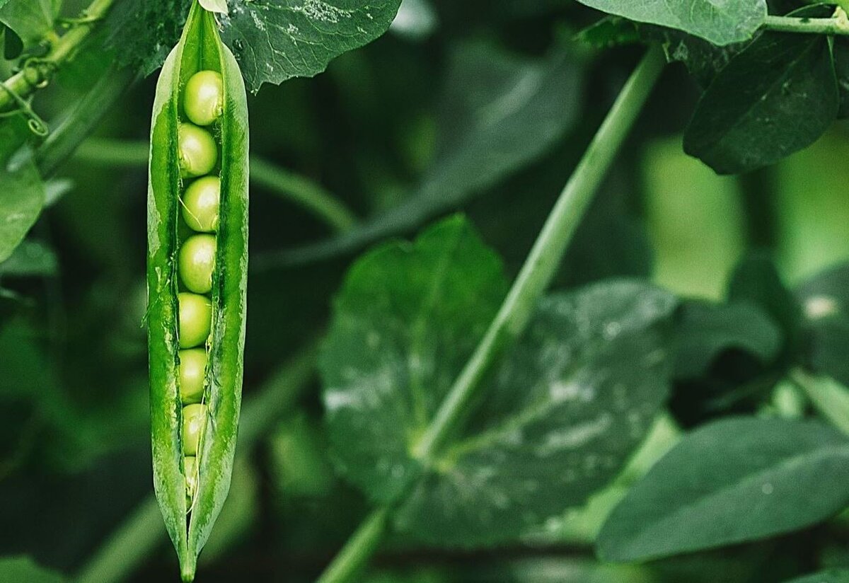 Виды гороха. Pee Plant Pea Plant.