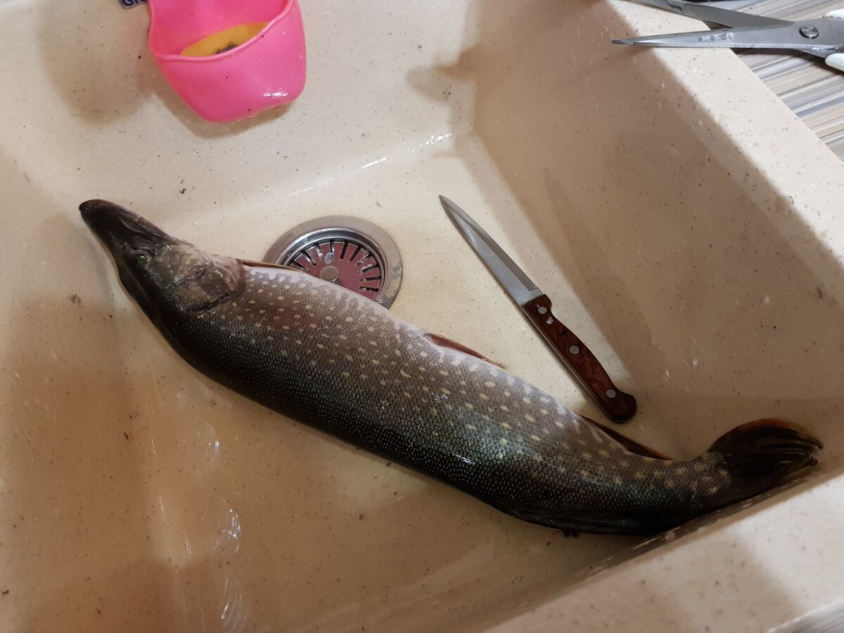 Вот она на 1,5 кг