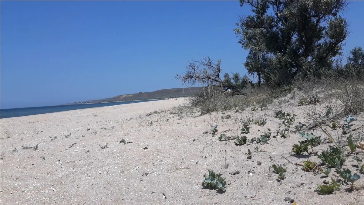У меня примерно такой же кустик. Очень жарко выползать из тени . 
