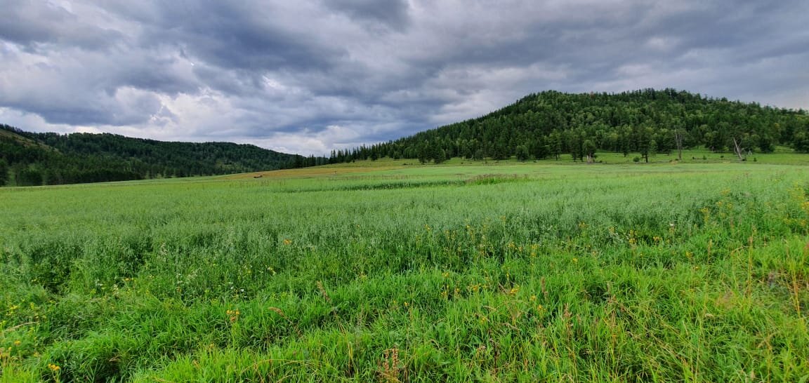 Одно из наших полей в августе