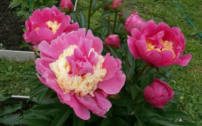 Пион Beautiful Senorita