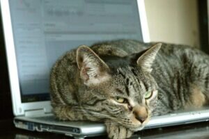 Для того чтобы совмещение офисной работы с фрилансом имело максимальную эффективность, рекомендую обратить внимание на следующие моменты: