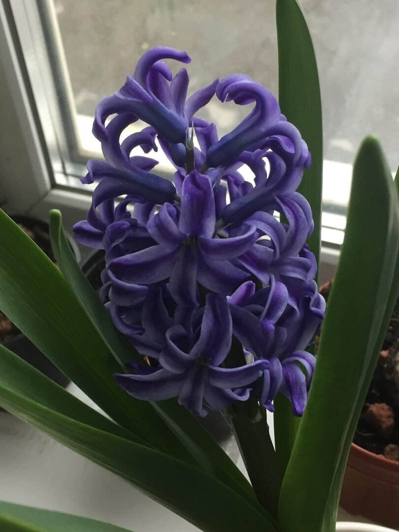 Этот красавец расцвел у мамы