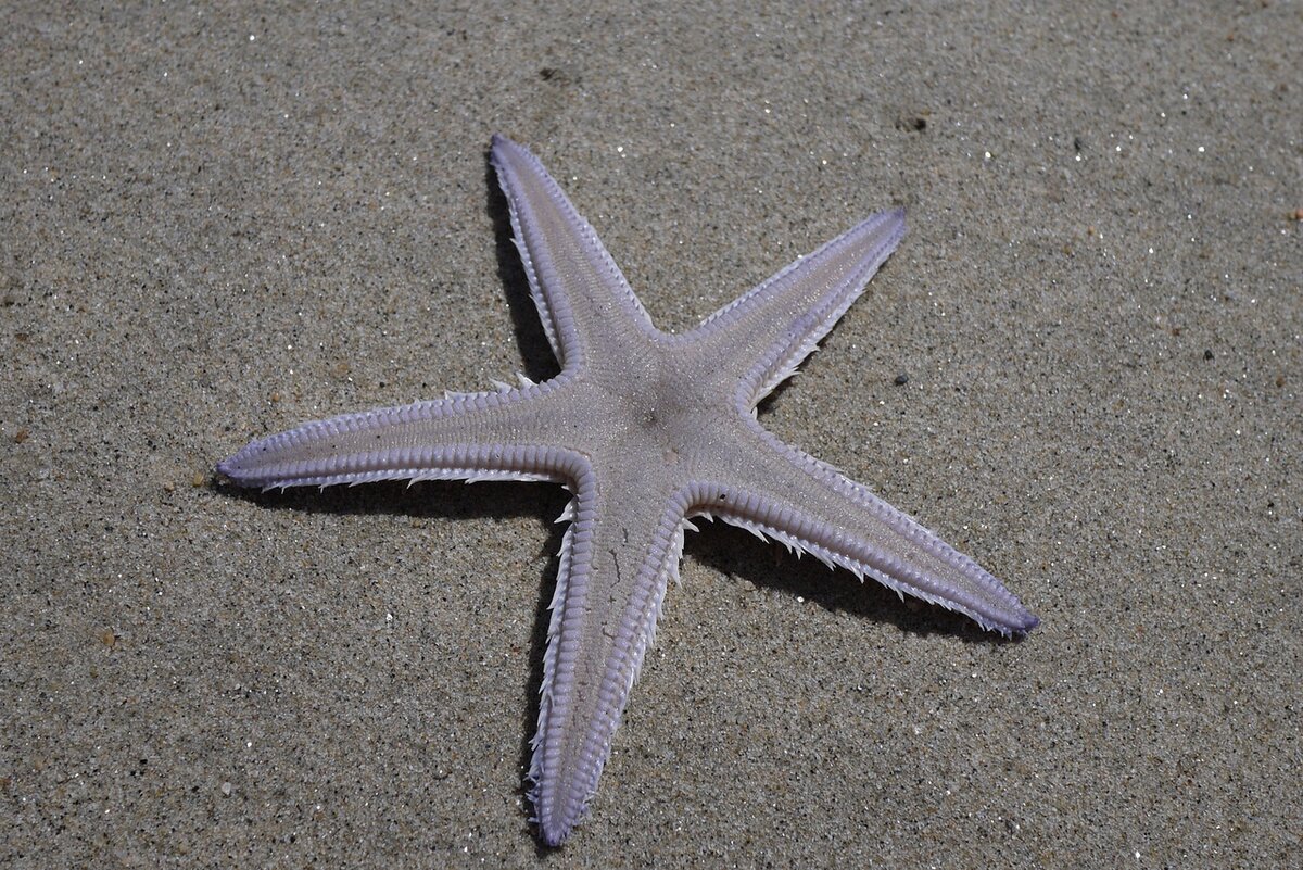 На пляже. Фукуока