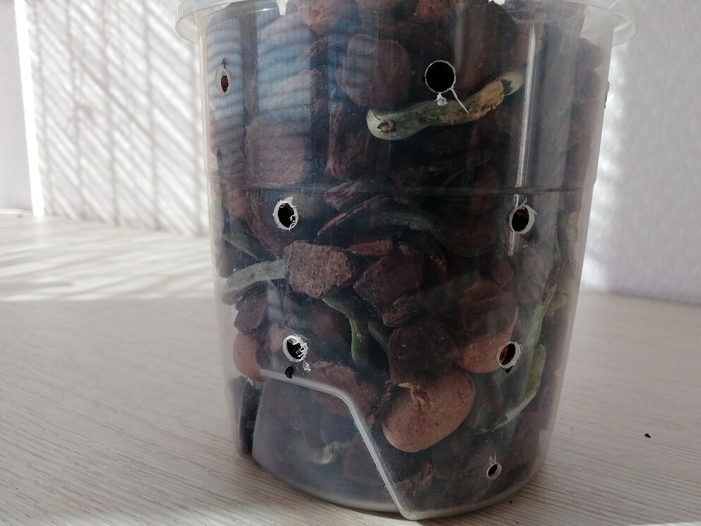 Пересаженная орхидея