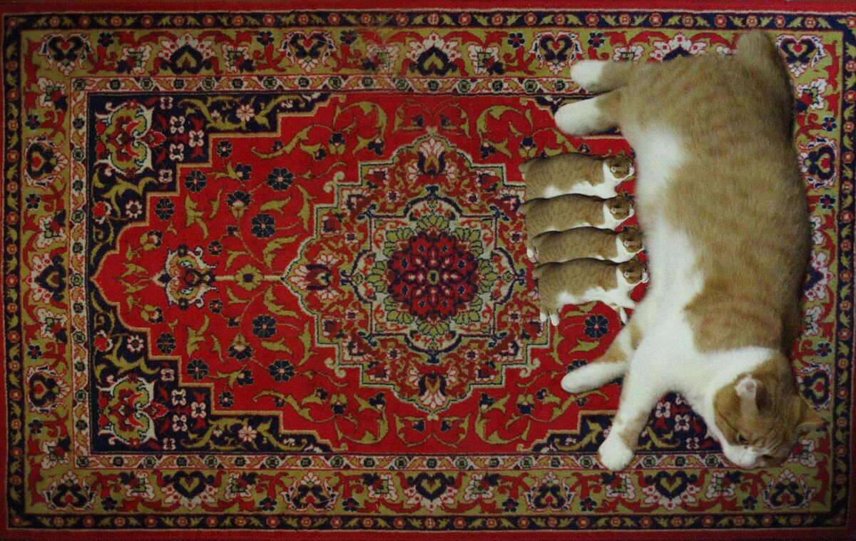 Как нарисовать кавер