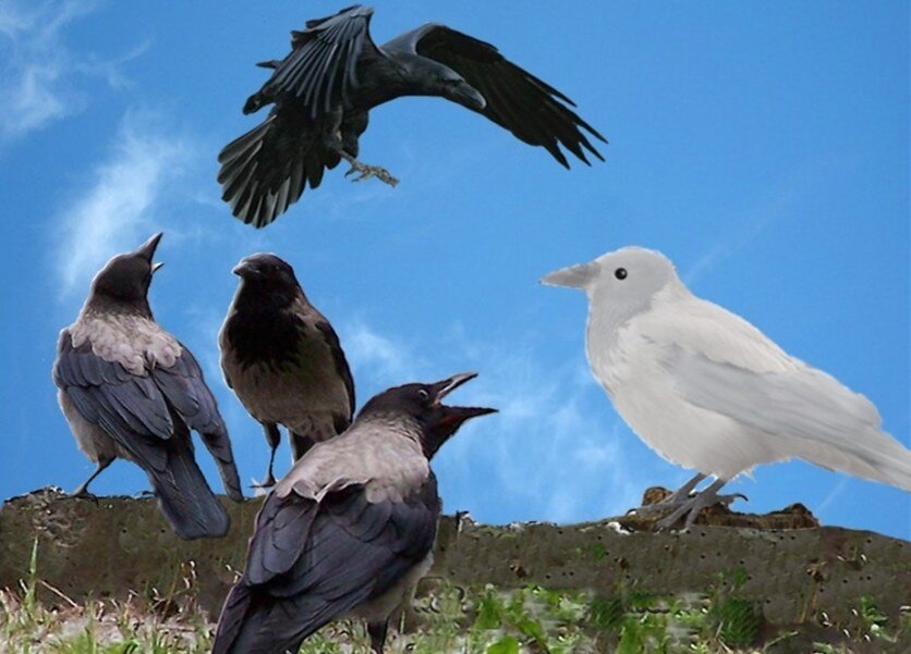 Птица объявится белая ворона. Белая ворона. Белый ворон. Ворона. Белая и черная ворона.