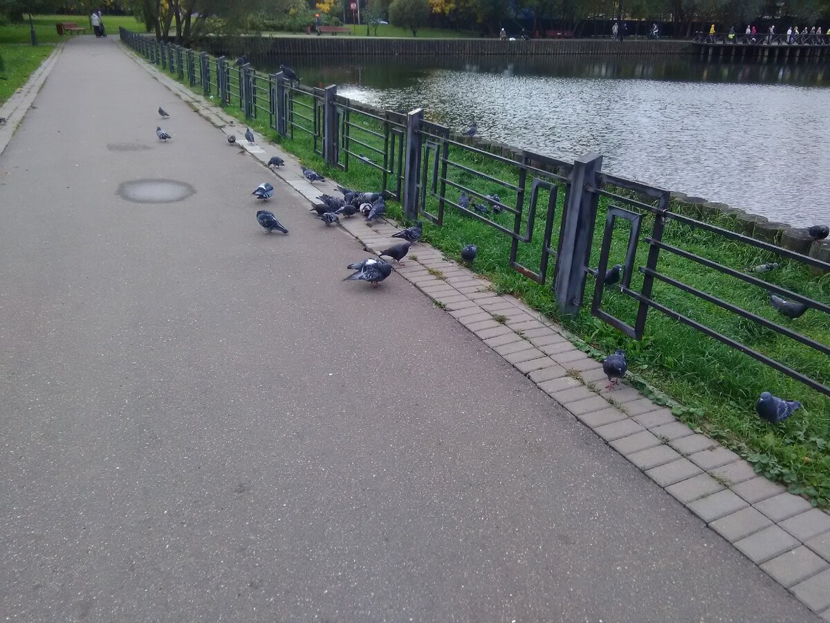 Аллея парка. Голуби...